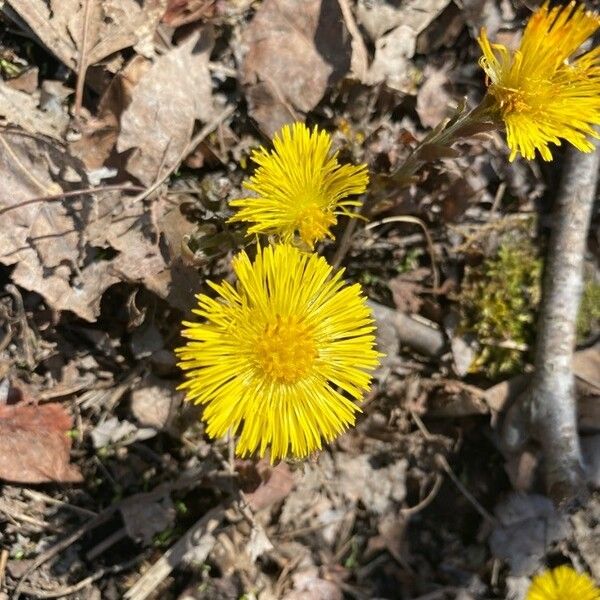 Tussilago farfara ᱵᱟᱦᱟ