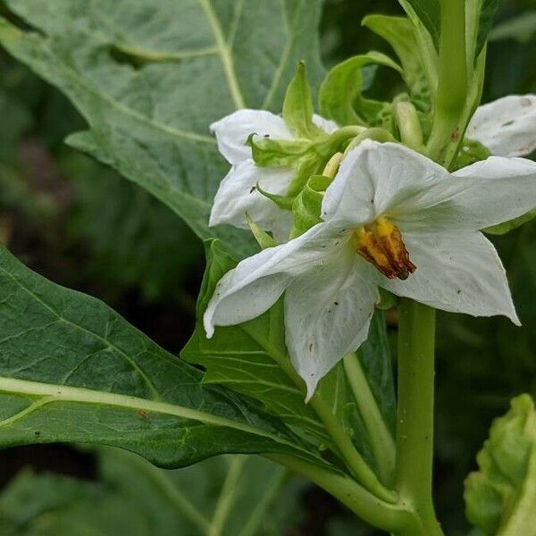 Solanum macrocarpon ফুল