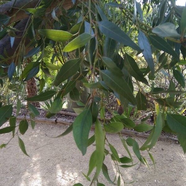 Eucalyptus macrandra (Flowering marlock)