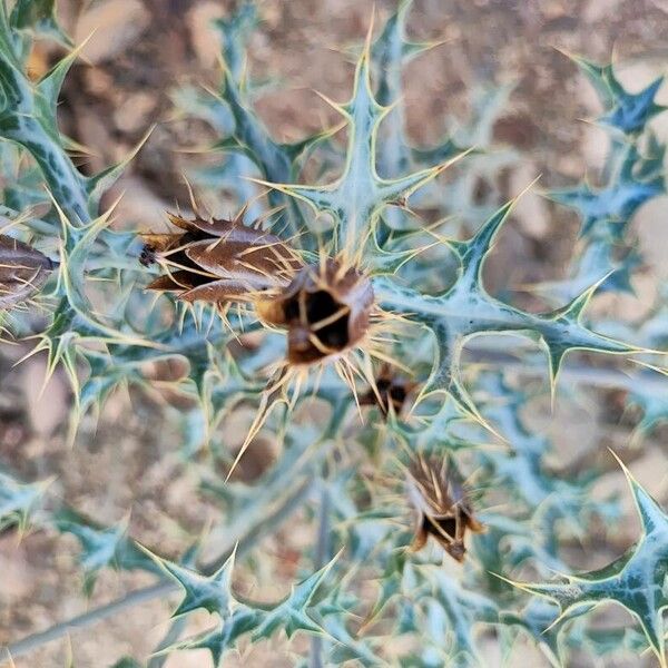 Argemone ochroleuca Fruto