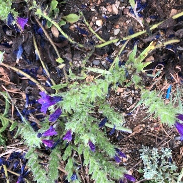 Echium sabulicola Flower