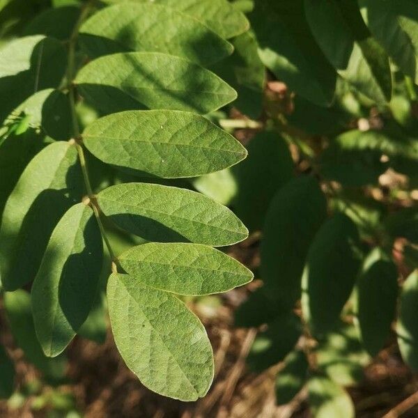 Glycyrrhiza glabra Blatt