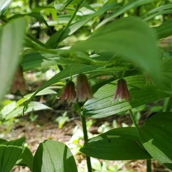 Streptopus lanceolatus Blüte