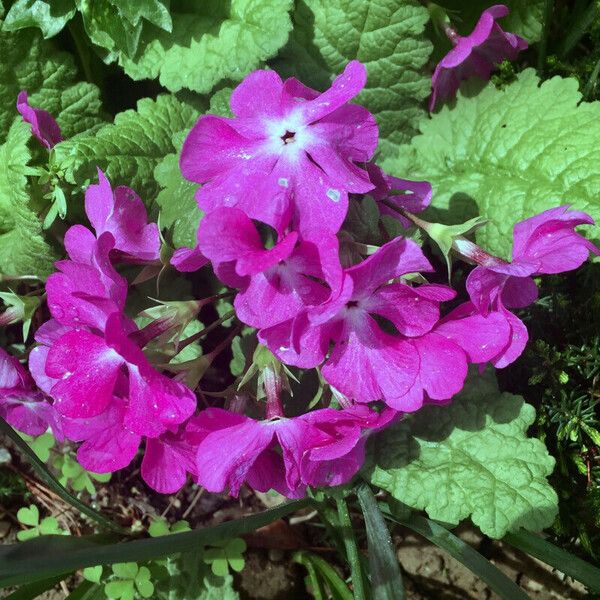 Primula sieboldii Lorea