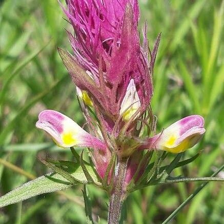 Melampyrum arvense പുഷ്പം