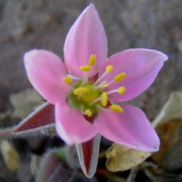 Rhodalsine geniculata Máis