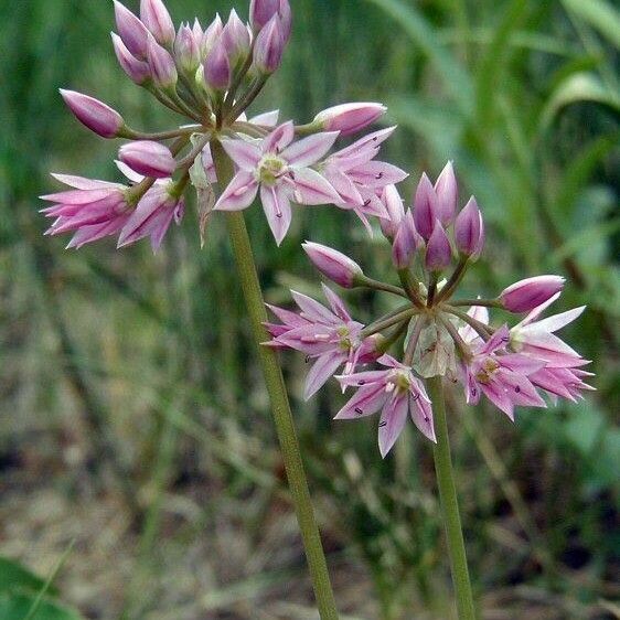 Allium bisceptrum Blüte