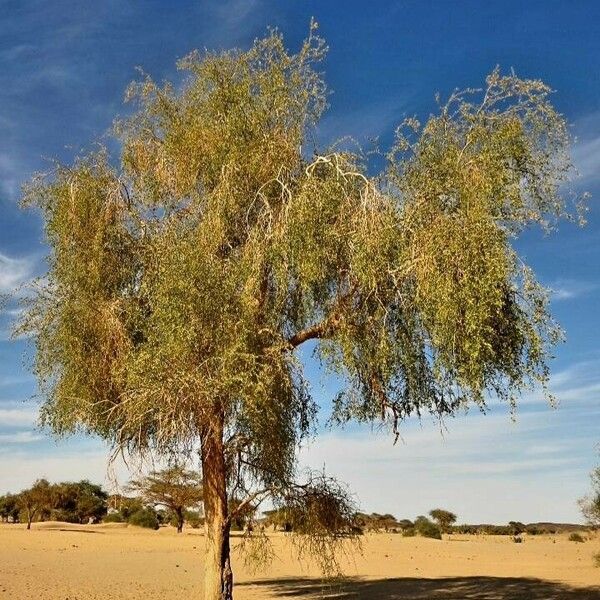 Balanites aegyptiaca Plante entière