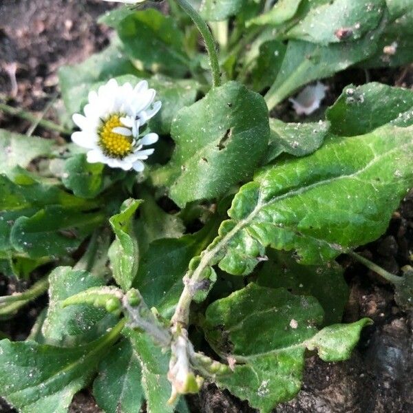 Bellis annua Leaf