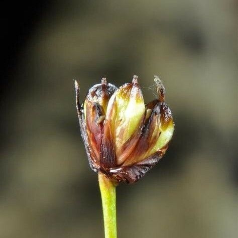 Juncus triglumis Froito