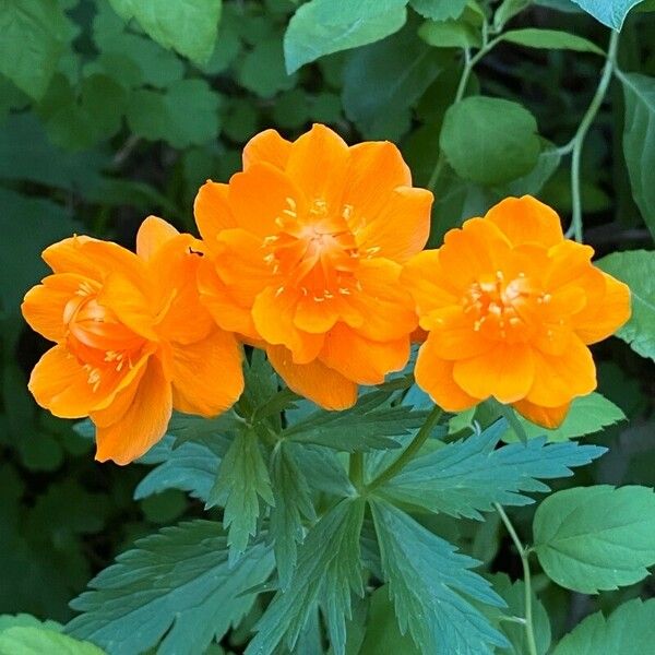 Trollius asiaticus Flower