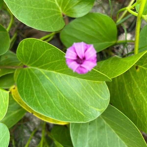 Ipomoea pes-caprae Flor