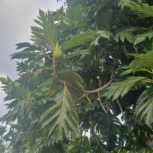 Artocarpus altilis Φύλλο