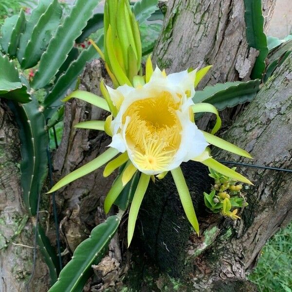 Hylocereus undatus Flower