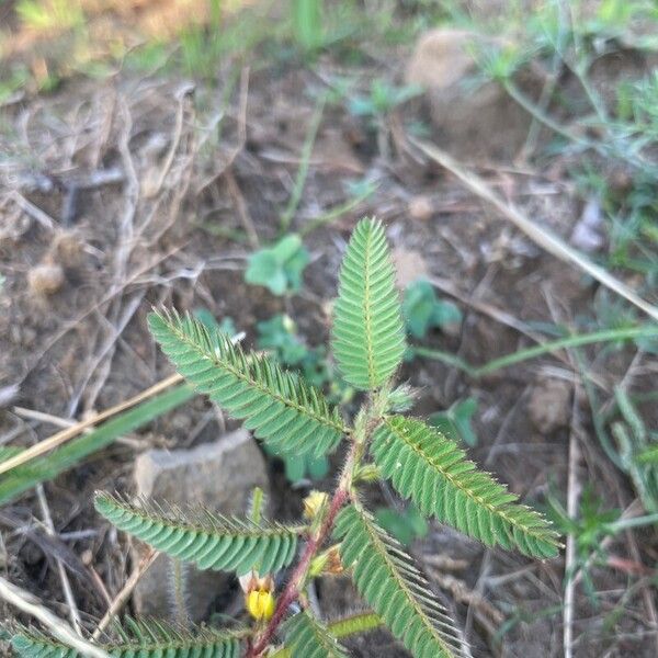 Chamaecrista nictitans Leaf