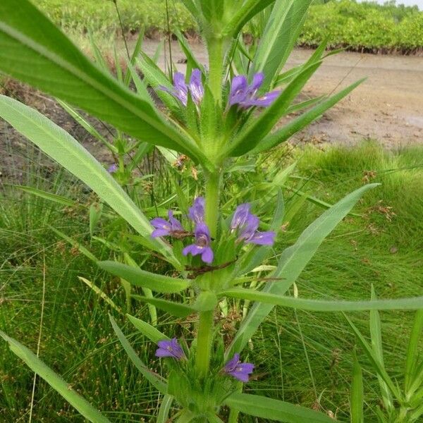 Hygrophila auriculata Цвят