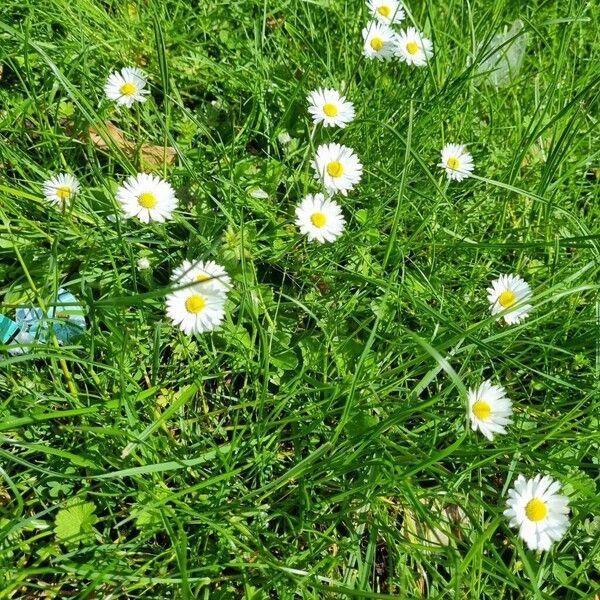 Bellis annua Λουλούδι