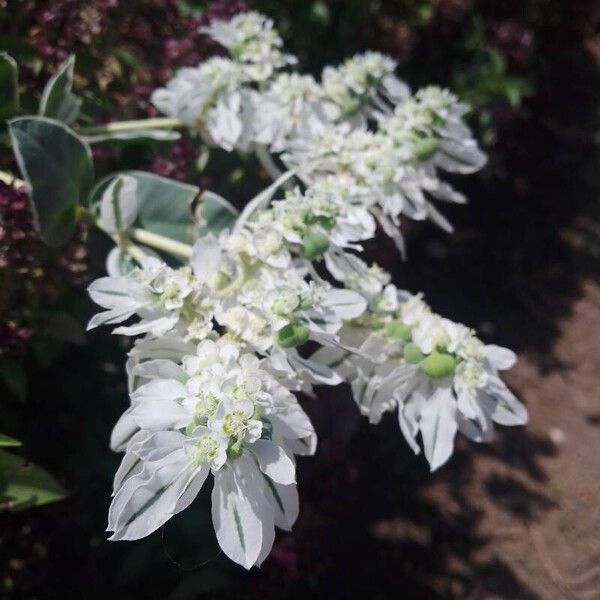 Euphorbia marginata Blomst