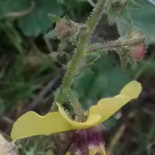 Verbascum sinuatum Cvet