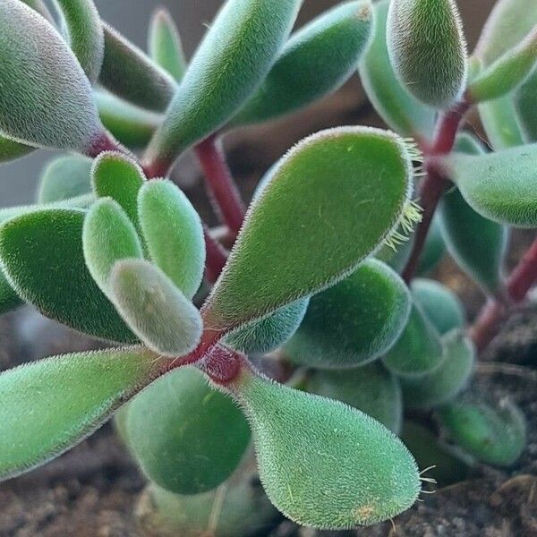 Crassula lanuginosa Feuille