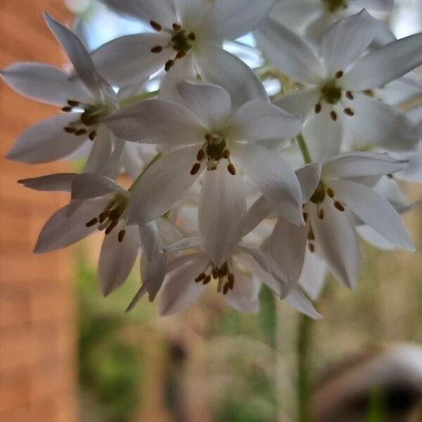 Ornithogalum thyrsoides Flower