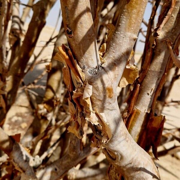 Boswellia sacra Bark