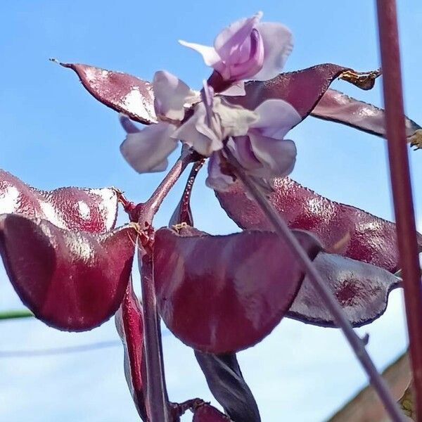 Lablab purpureus Bark