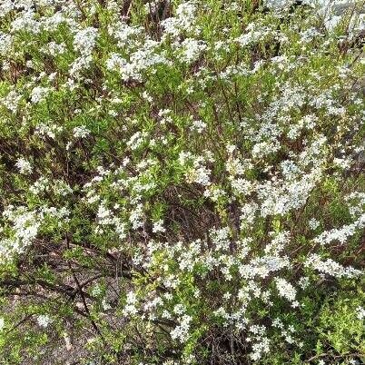 Spiraea thunbergii Облик