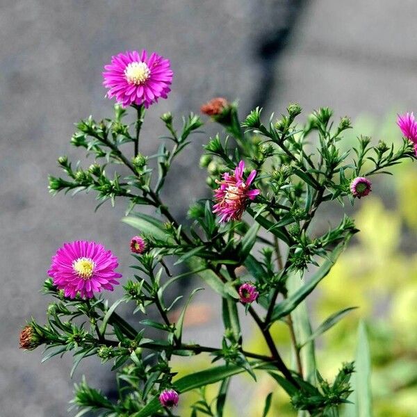 Symphyotrichum novi-belgii Hábito