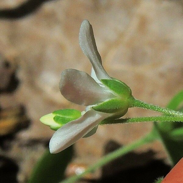 Moehringia lateriflora 花