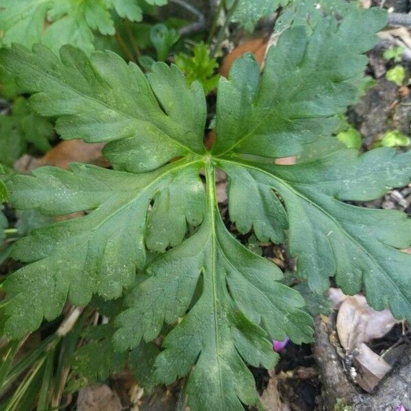 Geranium palmatum Leaf
