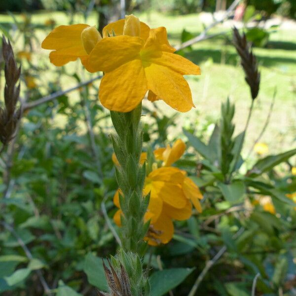 Crossandra infundibuliformis Flower