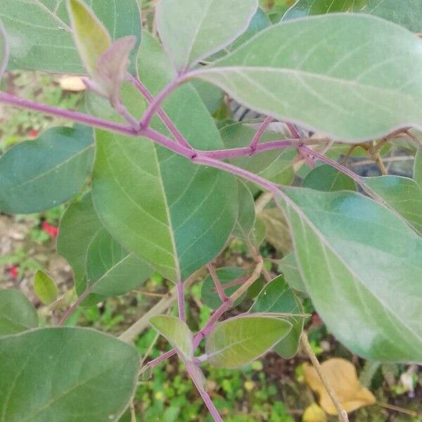 Vitex trifolia Leht