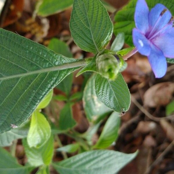 Eranthemum pulchellum Λουλούδι