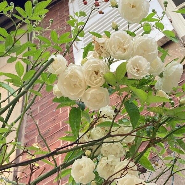 Rosa banksiae Flower