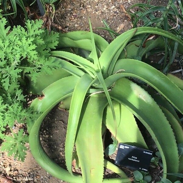 Aloe vanbalenii Φύλλο