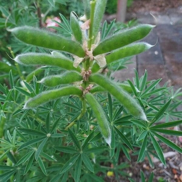 Lupinus albus برگ