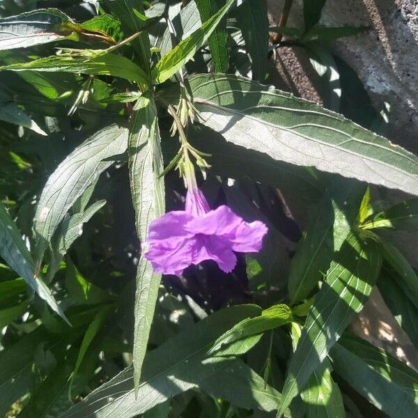 Ruellia simplex Çiçek