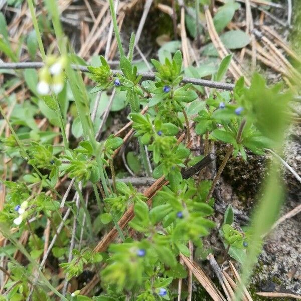 Veronica verna Leaf