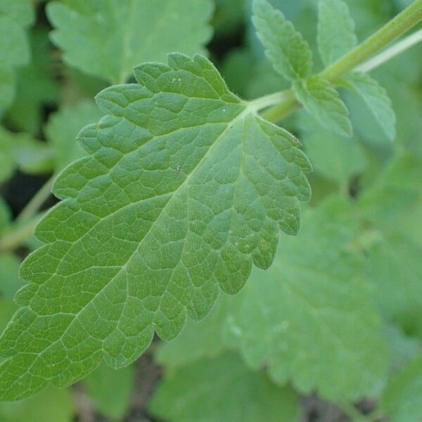 Scutellaria columnae 葉