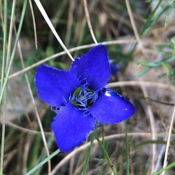 Gentianopsis ciliata Flower