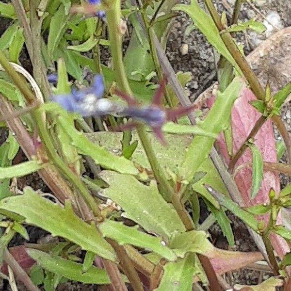 Lobelia erinus برگ