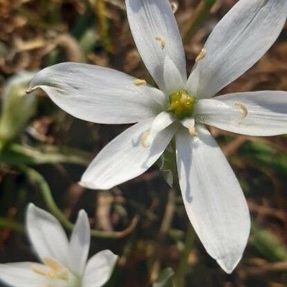 Ornithogalum umbellatum Flower