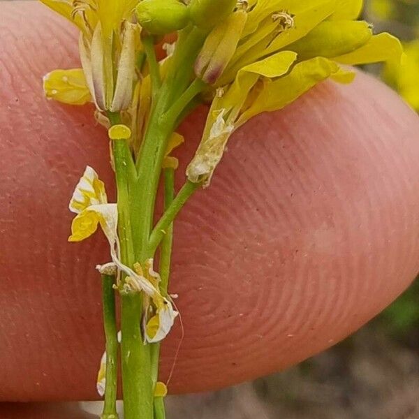 Rapistrum rugosum Flor