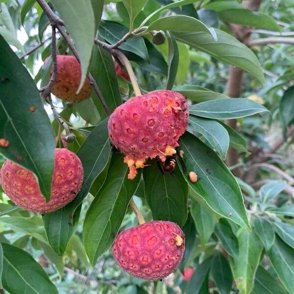 Cornus capitata 果實