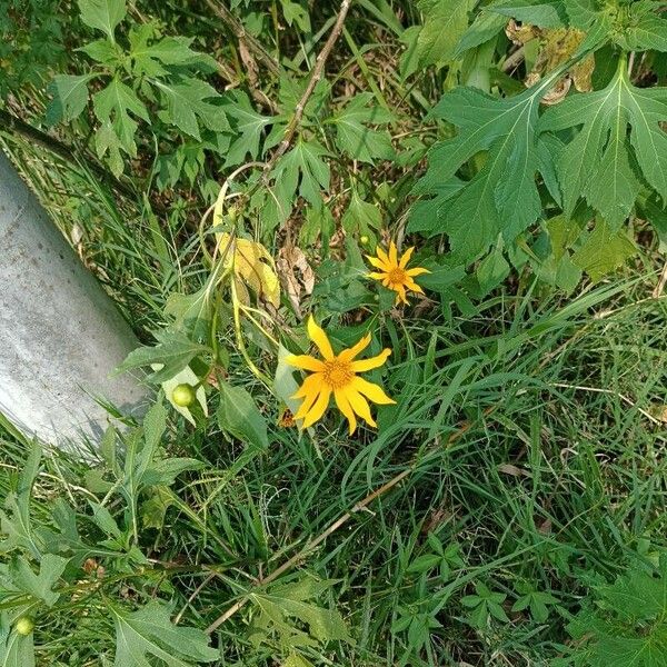 Tithonia diversifolia 花