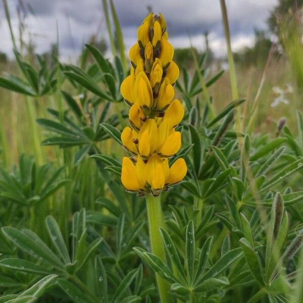 Lupinus luteus Flower