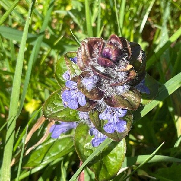 Ajuga reptans Λουλούδι