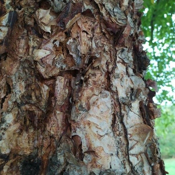 Betula nigra Écorce