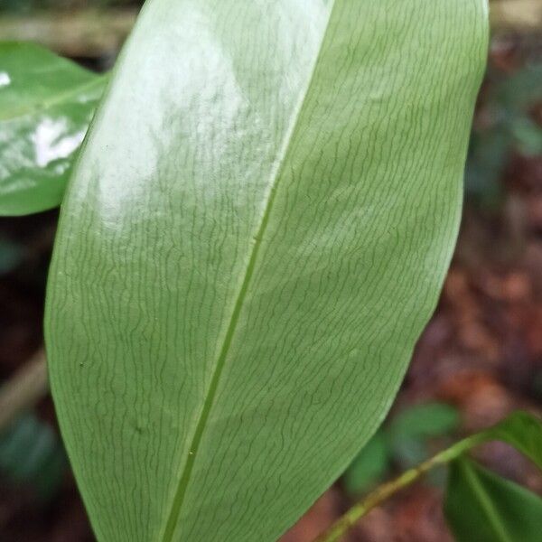 Garcinia punctata Yaprak